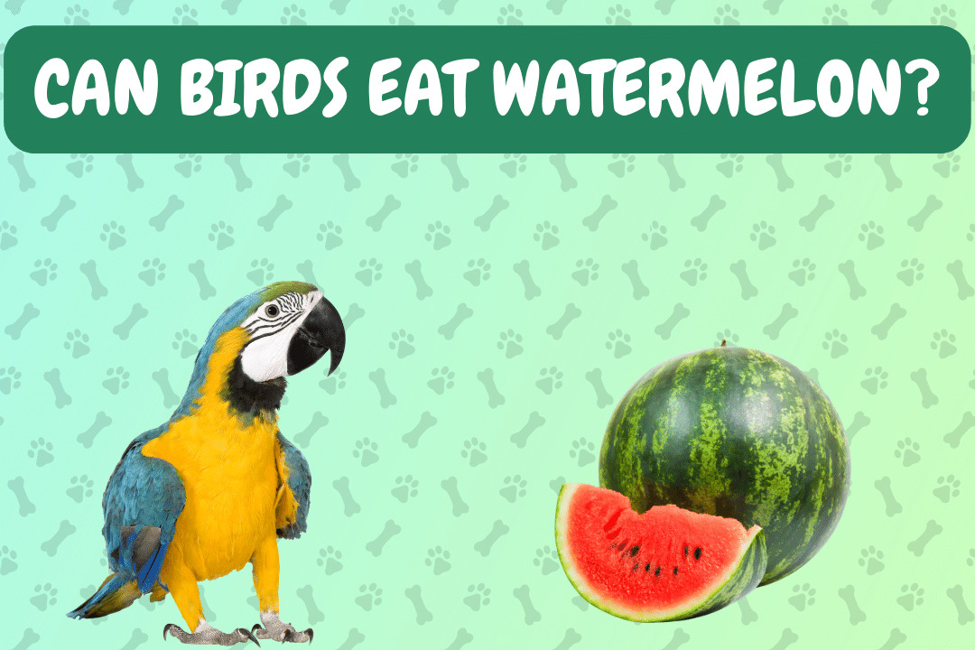 Can Birds Eat Watermelon?
