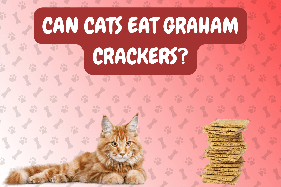 Can Cat Eat Graham Crackers (1)