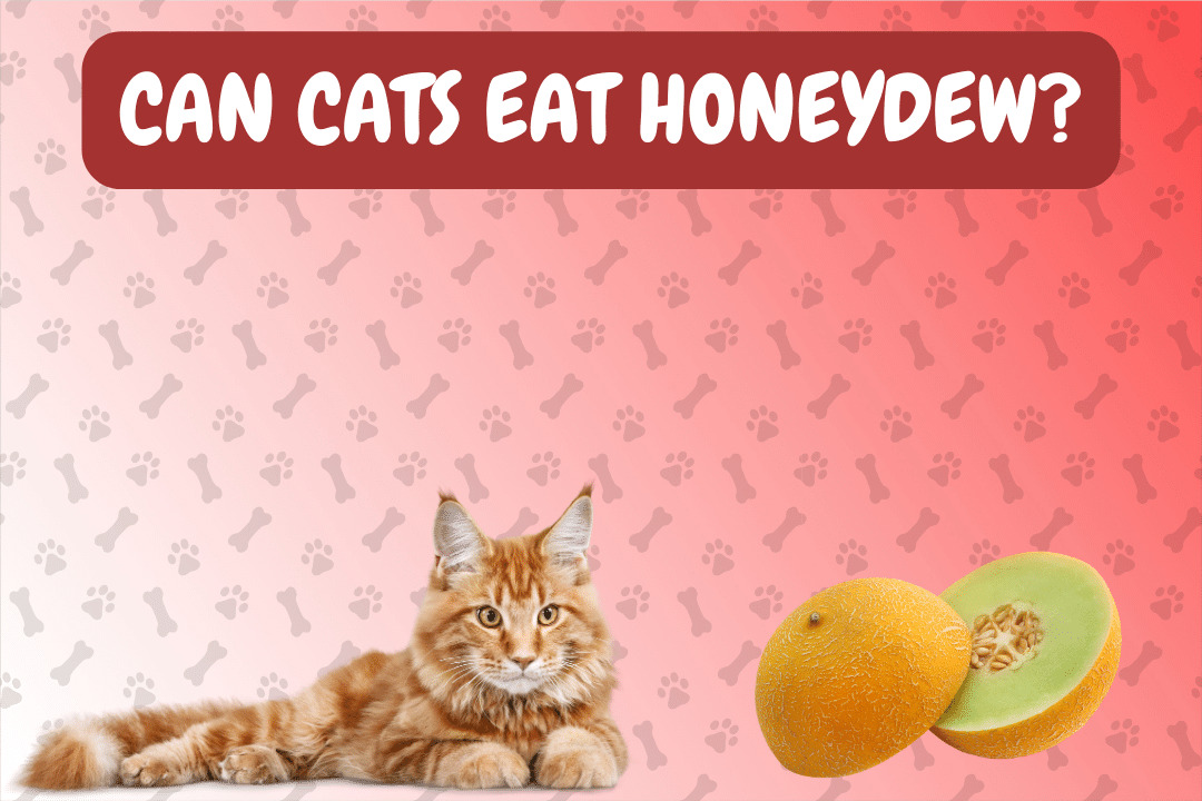 Can Cat Eat Honeydew