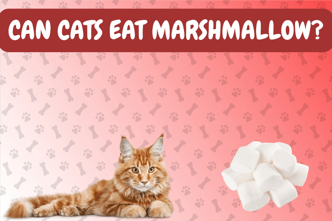 Can cats eat marshmallows?