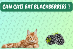 Can Cats Eat Blackberries