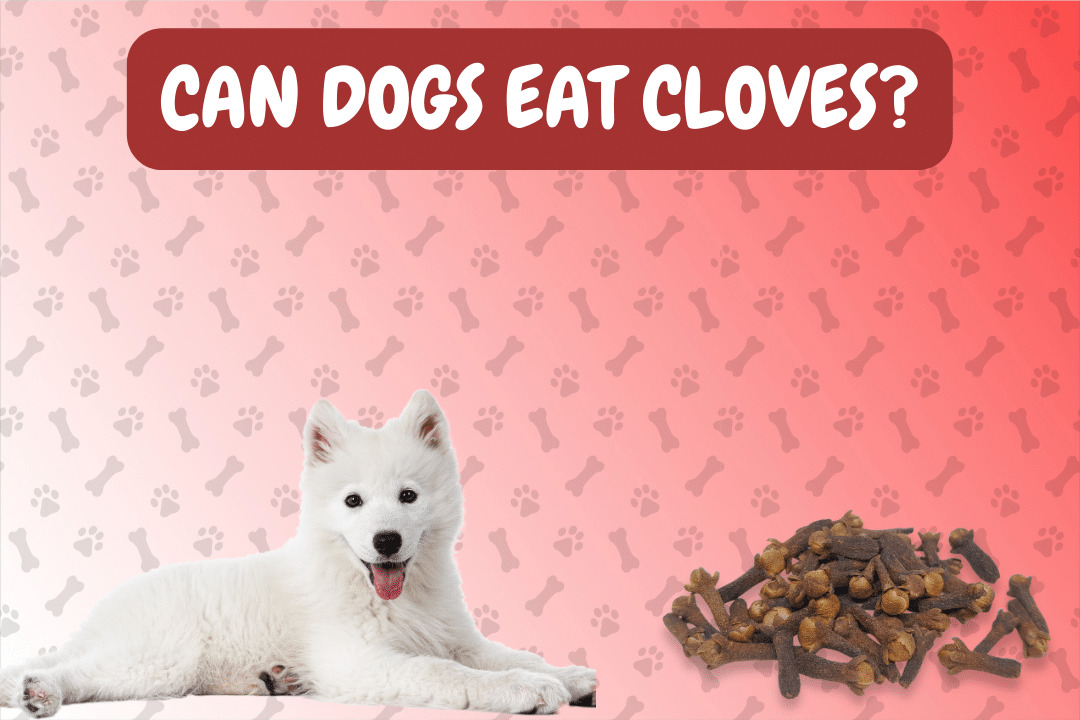 Can Dogs Eat Cloves?