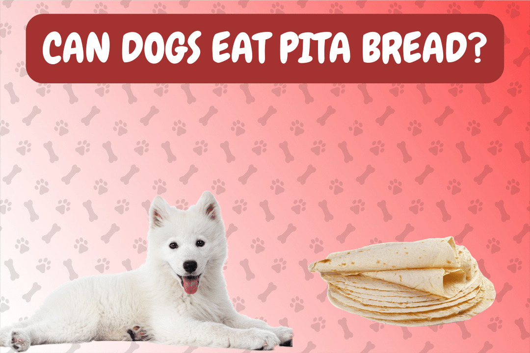 Can Dogs Eat Pita Bread?