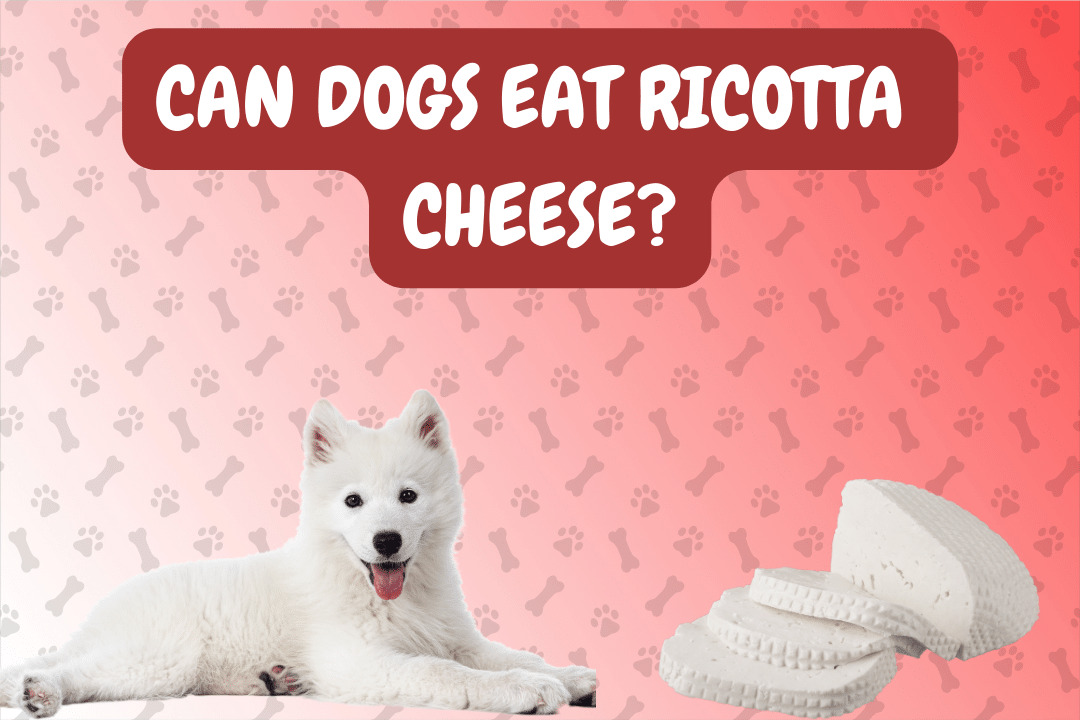 Can Dogs Eat Ricotta Cheese?