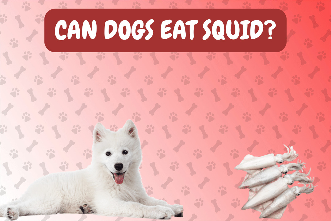 Can Dogs Eat Squid?