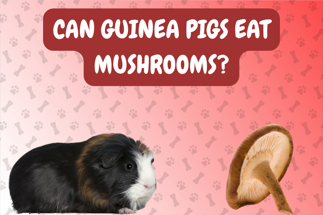 Can Guinea Pigs Eat Mushrooms?
