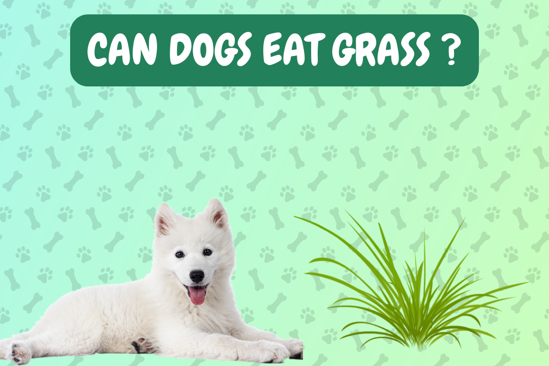 Can Dogs Eat Grass?