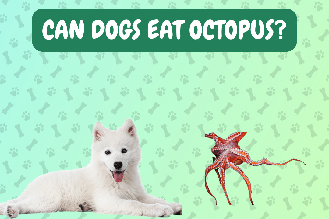 Can Dogs Eat Octopus?