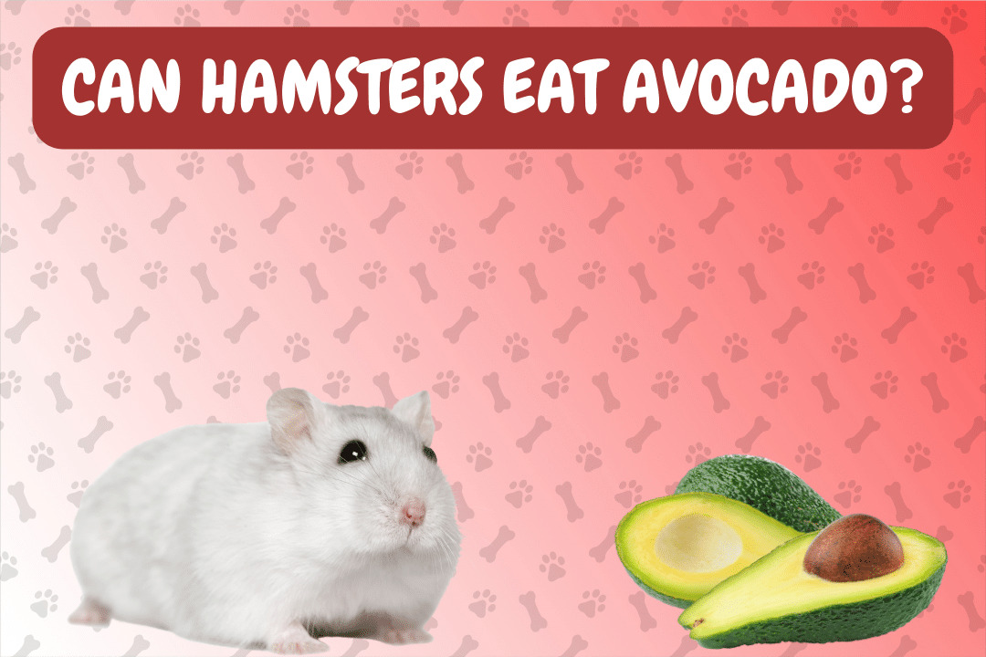Can Hamsters Eat Avocado?