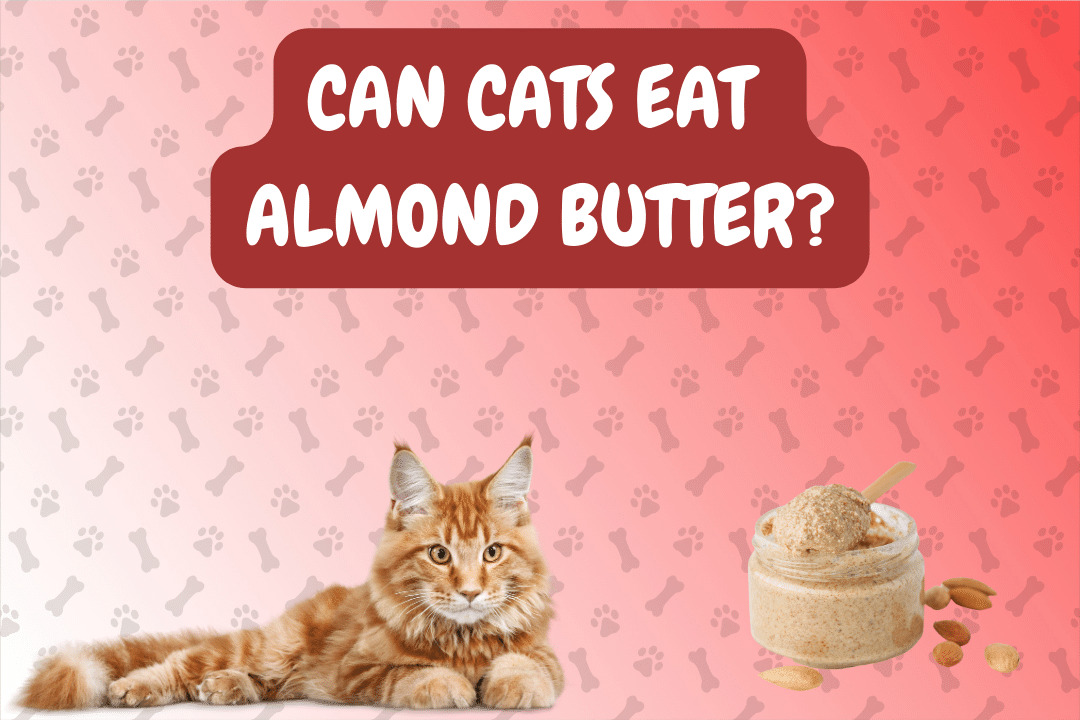 Can Cats Eat Almond Butter?