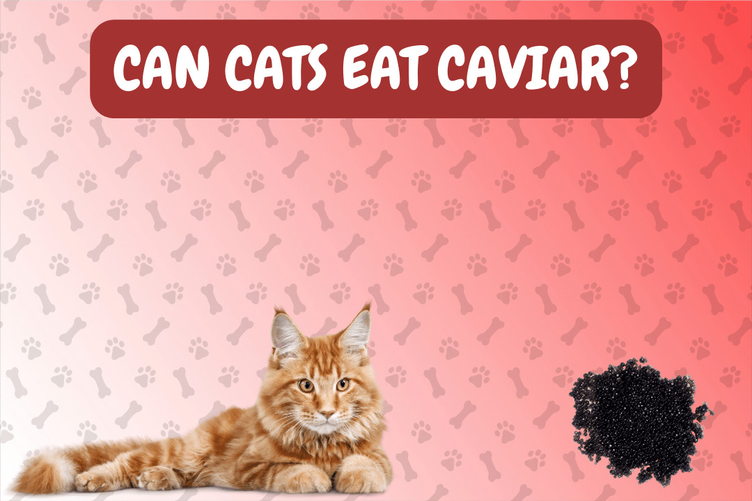 Can Cats Eat Caviar?
