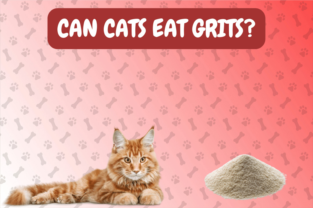 Can Cats Eat Grits?