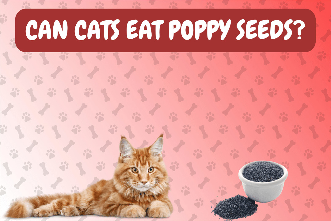Can Cats Eat Poppy Seeds?