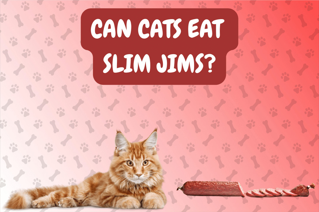 Can Cat Eat Slim Jims