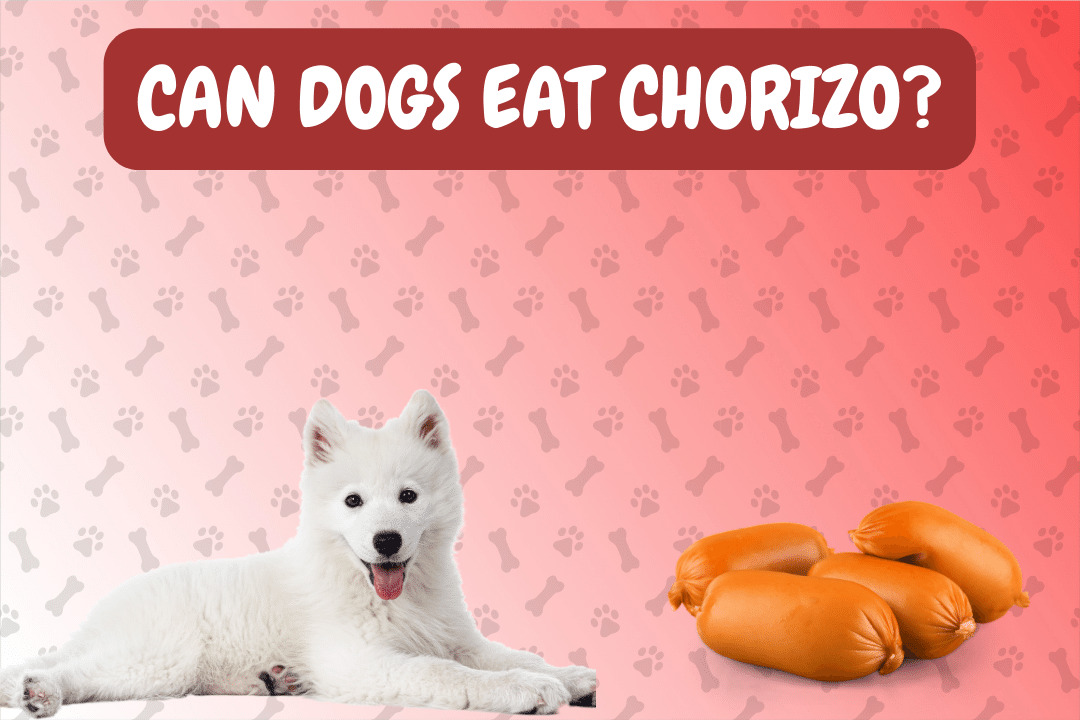 Can Dogs Eat Chorizo?