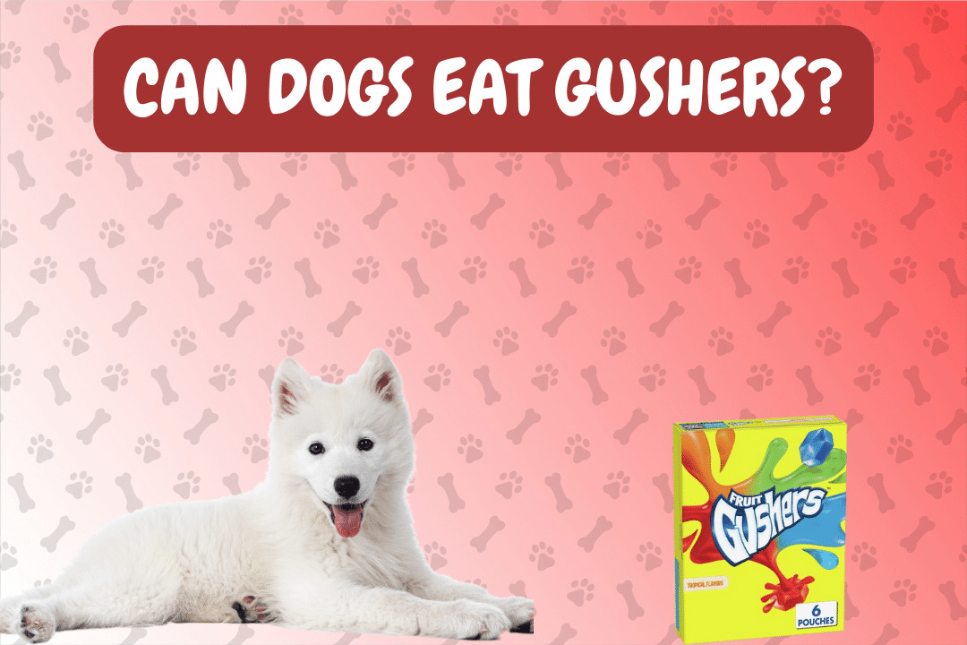 Can Dogs Eat Gushers?