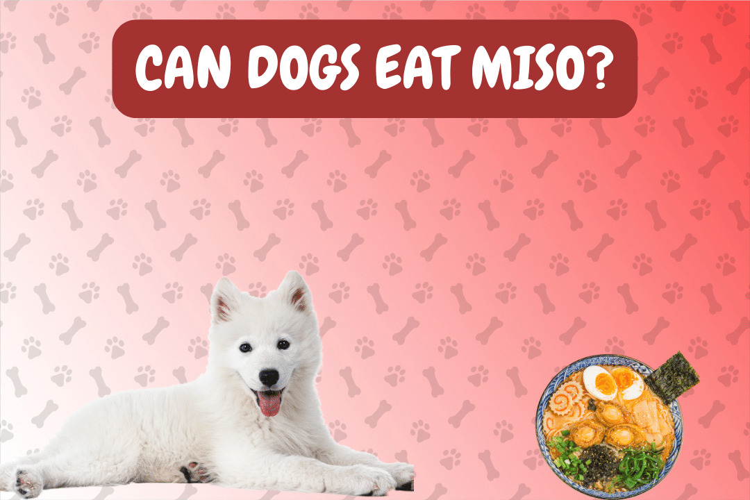 Can Dogs Eat Miso?