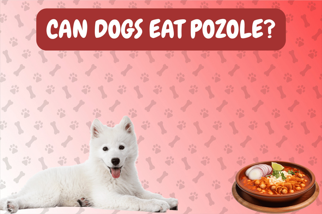 Can Dogs Eat Pozole