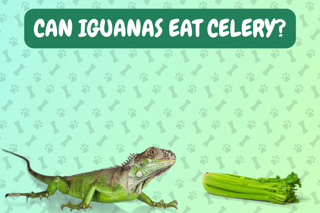Can Iguanas Eat Celery?