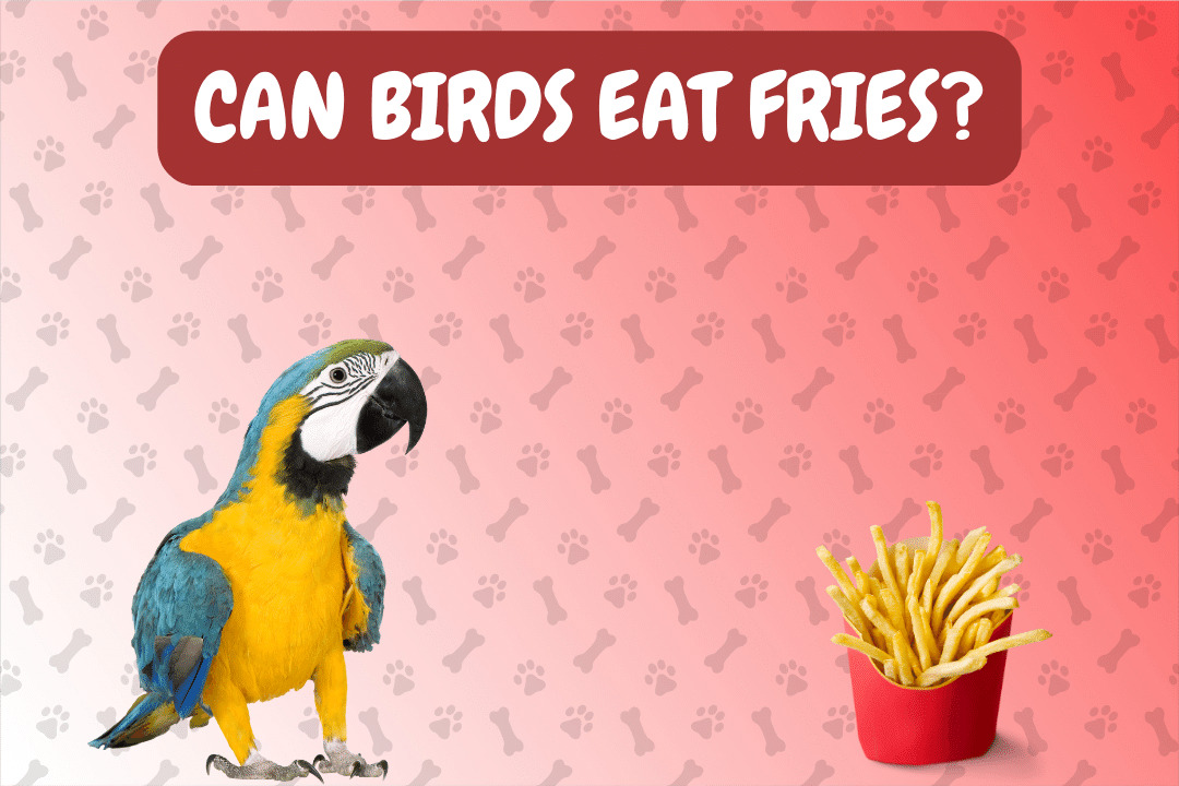 Can Birds Eat Fries?