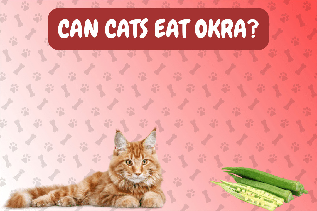 Can Cats Eat Okra?