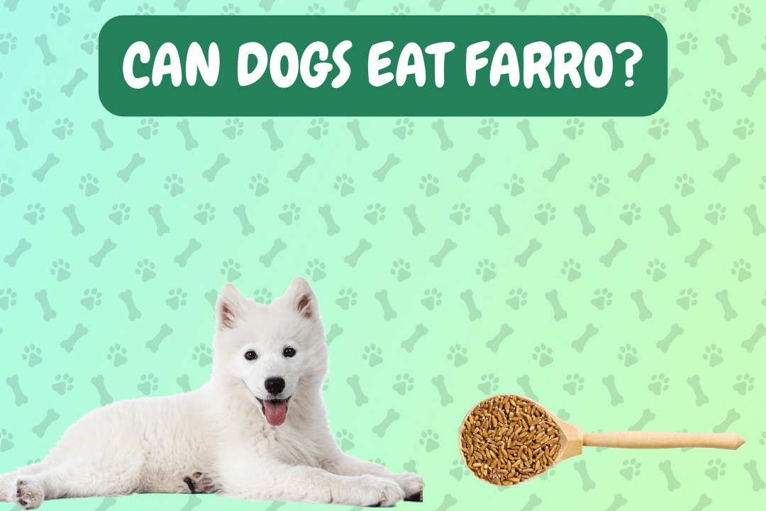 Can Dogs Eat Farro?