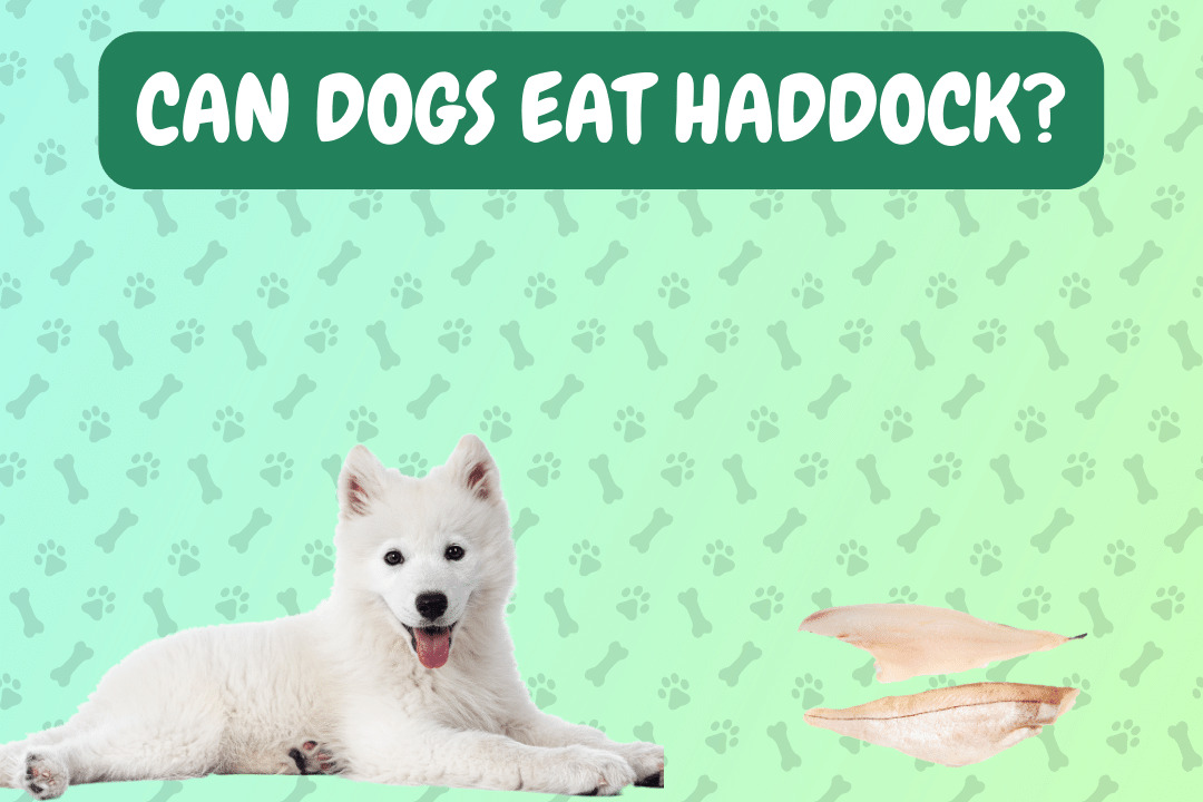 Can Dogs Eat Haddock?