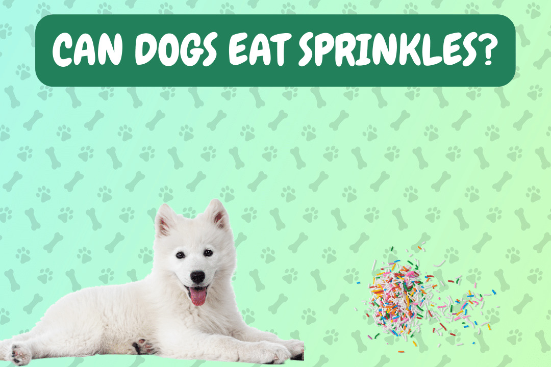 Can Dogs Eat Sprinkles?