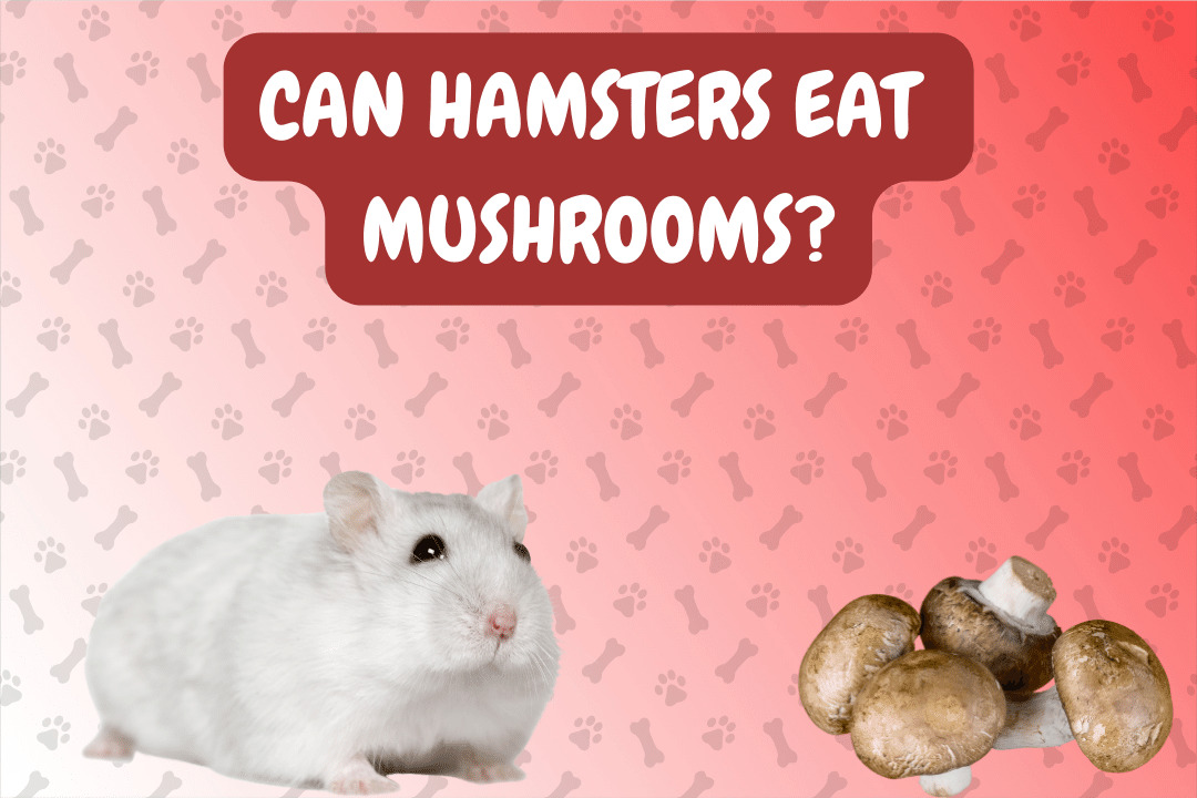 Can Hamsters Eat Mushrooms?