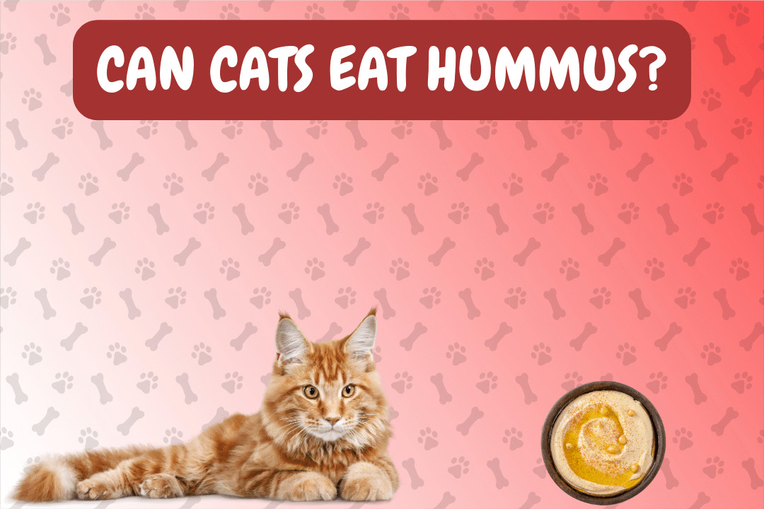 Can Cats Eat Hummus?