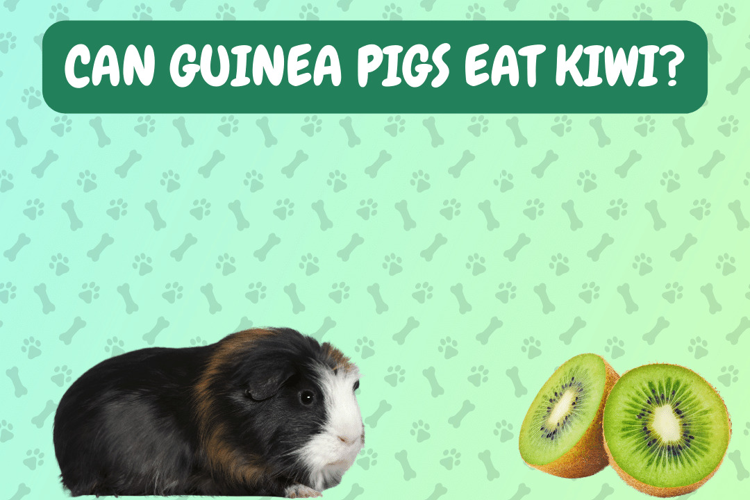 Can Guinea Pigs Eat Kiwi?