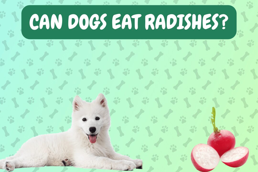 Can Dogs Eat Radishes?