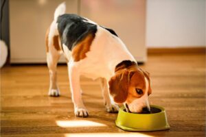Dog eat radishes