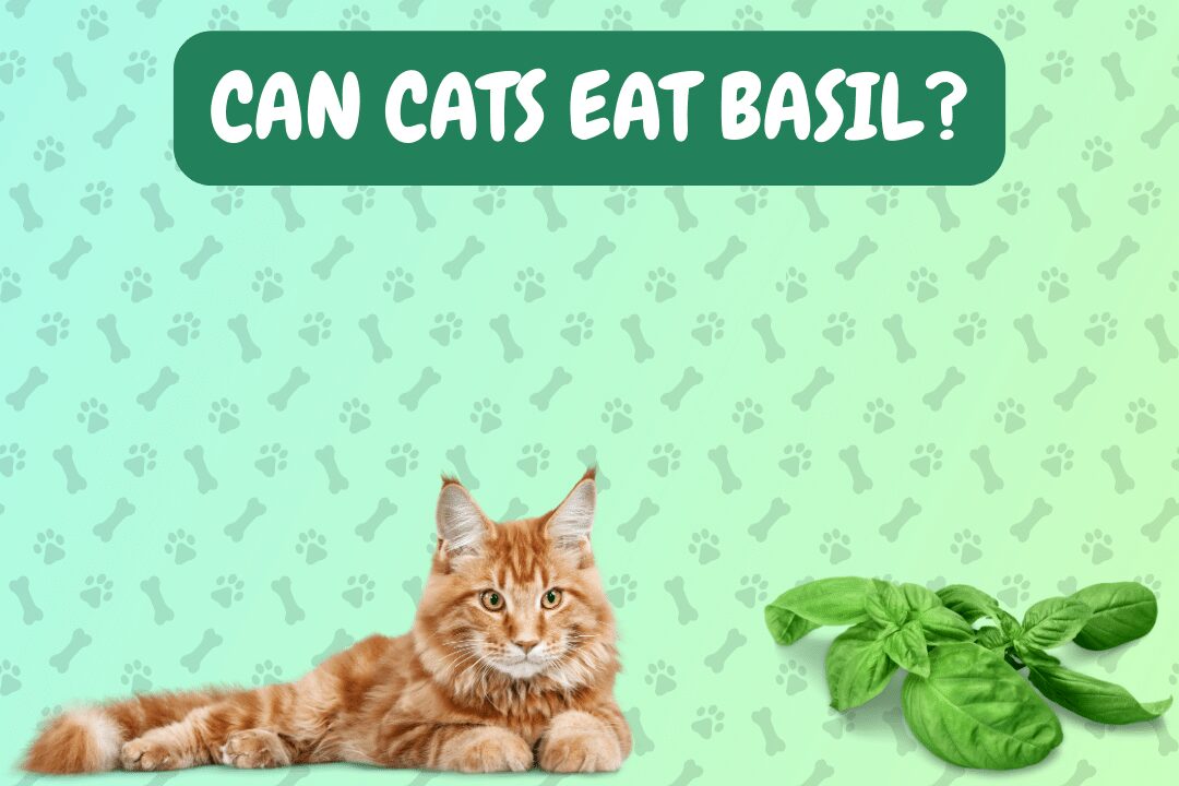 Can Cats Eat Basil?